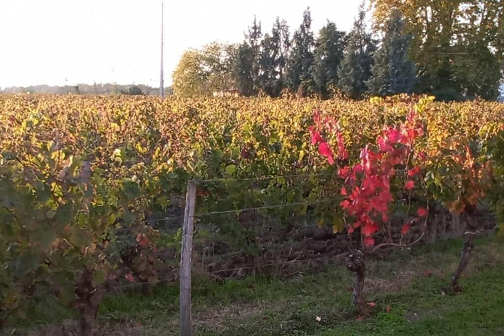 Chateau Roseyrol Proche Saint-Emilion Bagian luar foto